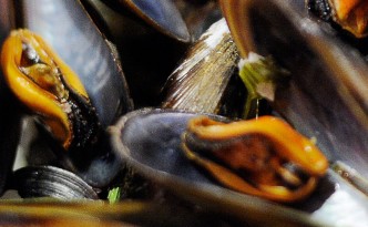 Mejillones